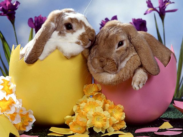 Easter Bunnies Wallpaper - Lovely wallpaper for Easter with two cute bunnies. The rabbit was a symbol of new life to pagans and the early Christians. - , Easter, bunnies, bunny, wallpaper, wallpapers, cartoon, cartoons, holiday, holidays, feast, feasts, celebration, celebrations, nature, natures, season, seasons, cute, rabbit, rabbits, symbol, symbols, new, life, lifes, pagans, pagan, early, Christians, Christian - Lovely wallpaper for Easter with two cute bunnies. The rabbit was a symbol of new life to pagans and the early Christians. Подреждайте безплатни онлайн Easter Bunnies Wallpaper пъзел игри или изпратете Easter Bunnies Wallpaper пъзел игра поздравителна картичка  от puzzles-games.eu.. Easter Bunnies Wallpaper пъзел, пъзели, пъзели игри, puzzles-games.eu, пъзел игри, online пъзел игри, free пъзел игри, free online пъзел игри, Easter Bunnies Wallpaper free пъзел игра, Easter Bunnies Wallpaper online пъзел игра, jigsaw puzzles, Easter Bunnies Wallpaper jigsaw puzzle, jigsaw puzzle games, jigsaw puzzles games, Easter Bunnies Wallpaper пъзел игра картичка, пъзели игри картички, Easter Bunnies Wallpaper пъзел игра поздравителна картичка