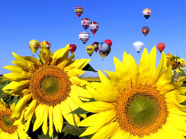 Air Ballons over Sunflowers пазл игру 