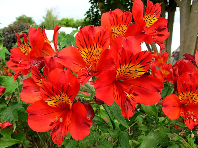 Alstroemeria Flowers juego de puzzle 