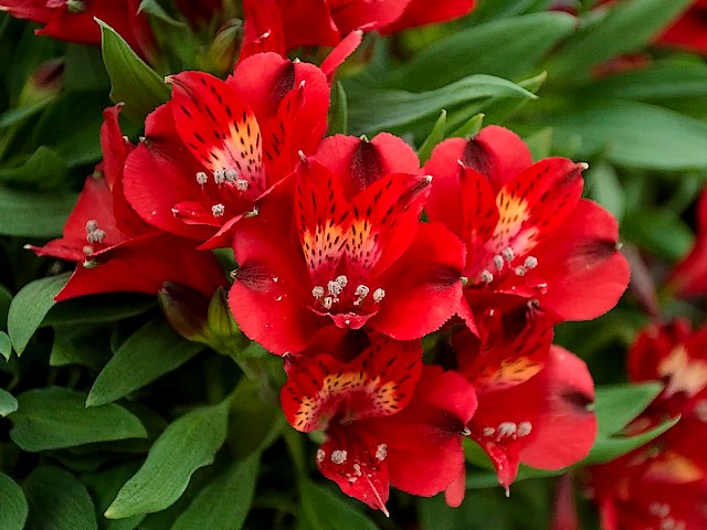 Alstroemeria Inticancha Doba puzzle game 