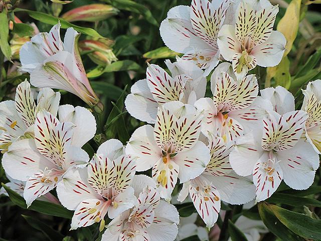 Alstroemeria Peruvian Lilies Casablanca puzzle game 
