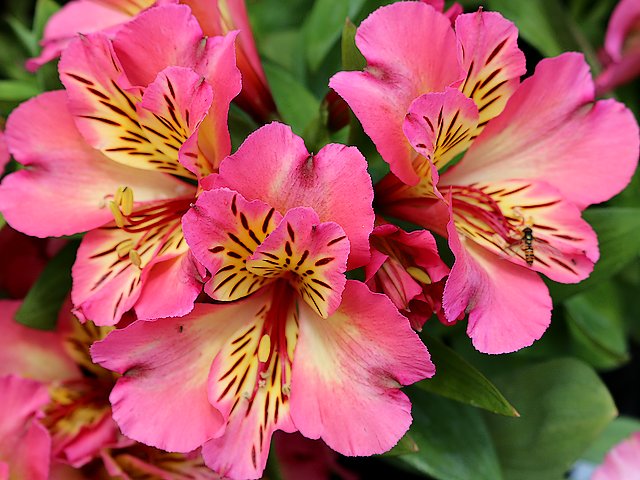 Alstroemeria Peruvian Lily Sunshine puzzle game 