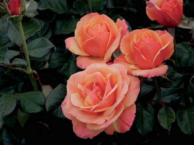 Annas Promise Downton Abbey Grandiflora Rose пазл игру 