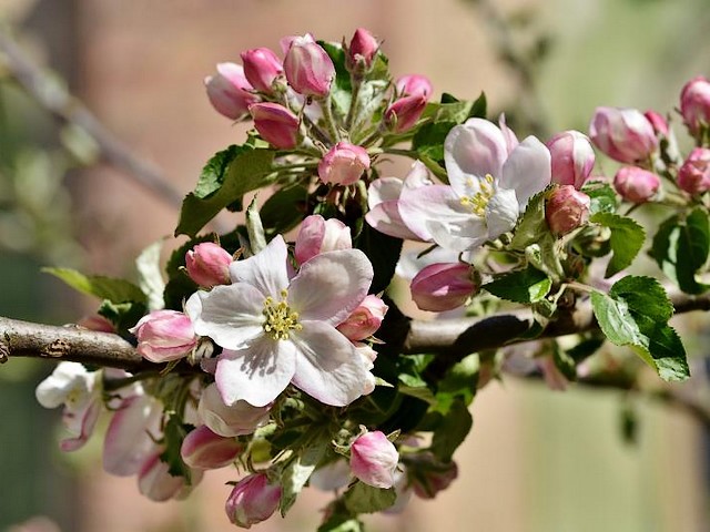 Apple Tree Blossoms Wallpaper пазл игру 