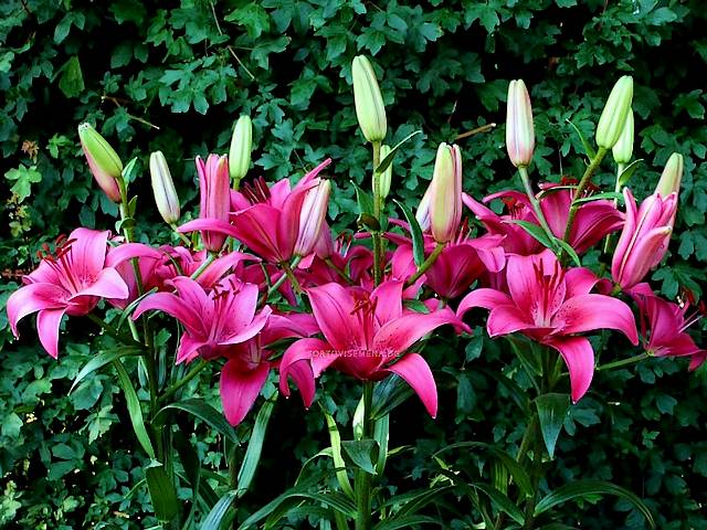 Asiatic Lily Pink County puzzle game 