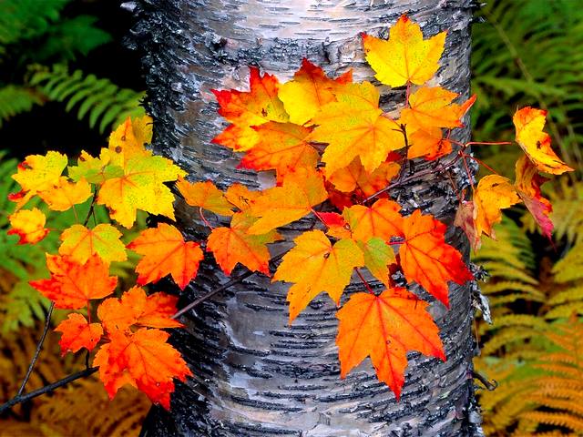 Autumn Maple Branch Wallpaper пазл игру 