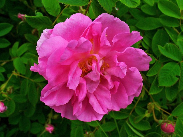 Bulgarian Rose Rosa Damascena - Rosa Damascena, more commonly known as the Damask Rose was brought to the Balkans in the early XII century from the areas around Damascus. Rosa Damascena is not found growing wild. It is a rose hybrid, derived from Rosa Gallica and Rosa Moschata.<br />
The Bulgarian Rose, renowned for its fine fragrance, which is harvested for rose oil used in perfumery and to make rose water, is derived from the family of Rosa Damascena, which is cultivated in the 'Rose Valley' (the towns of Kazanlak and Karlovo) since Roman times. The area of 'Rose Valley' has the most suitable climate and soil, favorable temperatures, amount of sunlight and frequency of rain.<br />
The flowers are gathered by hand and brought to a central location for steam distillation. - , Bulgarian, rose, roses, Rosa, Damascena, flower, flowers, Damask, Balkans, century, Damascus, wild, hybrid, Gallica, Moschata, fragrance, oil, perfumery, water, family, valley, valleys, towns, town, Kazanlak, Karlovo, Roman, times, time, area, area, climate, soil, temperatures, temperature, sunlight, rain, flowers, flower, hand, location, steam, distillation - Rosa Damascena, more commonly known as the Damask Rose was brought to the Balkans in the early XII century from the areas around Damascus. Rosa Damascena is not found growing wild. It is a rose hybrid, derived from Rosa Gallica and Rosa Moschata.<br />
The Bulgarian Rose, renowned for its fine fragrance, which is harvested for rose oil used in perfumery and to make rose water, is derived from the family of Rosa Damascena, which is cultivated in the 'Rose Valley' (the towns of Kazanlak and Karlovo) since Roman times. The area of 'Rose Valley' has the most suitable climate and soil, favorable temperatures, amount of sunlight and frequency of rain.<br />
The flowers are gathered by hand and brought to a central location for steam distillation. Решайте бесплатные онлайн Bulgarian Rose Rosa Damascena пазлы игры или отправьте Bulgarian Rose Rosa Damascena пазл игру приветственную открытку  из puzzles-games.eu.. Bulgarian Rose Rosa Damascena пазл, пазлы, пазлы игры, puzzles-games.eu, пазл игры, онлайн пазл игры, игры пазлы бесплатно, бесплатно онлайн пазл игры, Bulgarian Rose Rosa Damascena бесплатно пазл игра, Bulgarian Rose Rosa Damascena онлайн пазл игра , jigsaw puzzles, Bulgarian Rose Rosa Damascena jigsaw puzzle, jigsaw puzzle games, jigsaw puzzles games, Bulgarian Rose Rosa Damascena пазл игра открытка, пазлы игры открытки, Bulgarian Rose Rosa Damascena пазл игра приветственная открытка