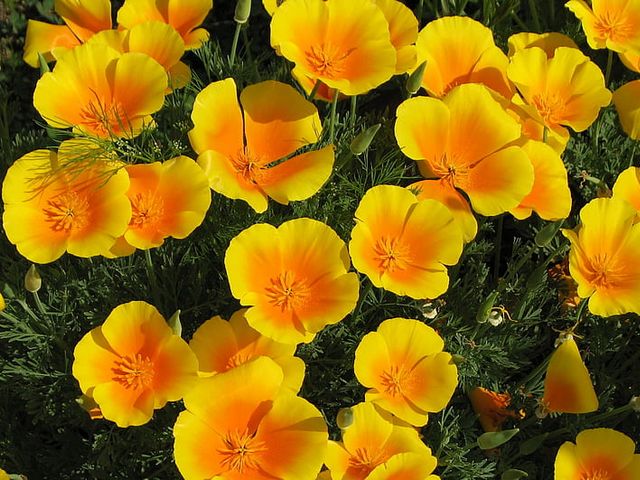 California Poppies Wallpaper - Wallpaper with beautiful yellow blossoms of California poppies in bloom, that bring the glow of the California sunshine in the garden.<br />
California poppy (Eschscholzia californica) is a plant known for its bright orange color at sunset. It is widespread to hillsides, sandy plains, and other open areas of the mountainous regions to 2000 meters altitude of western North America.<br />
People use California poppy traditionally as a medicine in teas at anxiety, insomnia and aches. It contains none of the alkaloids associated with opium poppies, so it’s safe for everyone, including children. <br />
On March 2, 1903 the California poppy, Eschscholzia californica, became the official state flower of California. - , California, poppies, poppy, wallpaper, wallpapers, flower, flowers, beautiful, yellow, blossoms, glow, sunshine, garden, Eschscholzia, californica, plant, orange, color, sunset, hillsides, sandy, plains, areas, mountainous, regions, altitude, western, North, America, people, medicine, teas, anxiety, insomnia, aches, alkaloids, opium, safe, children, 1903, official, state - Wallpaper with beautiful yellow blossoms of California poppies in bloom, that bring the glow of the California sunshine in the garden.<br />
California poppy (Eschscholzia californica) is a plant known for its bright orange color at sunset. It is widespread to hillsides, sandy plains, and other open areas of the mountainous regions to 2000 meters altitude of western North America.<br />
People use California poppy traditionally as a medicine in teas at anxiety, insomnia and aches. It contains none of the alkaloids associated with opium poppies, so it’s safe for everyone, including children. <br />
On March 2, 1903 the California poppy, Eschscholzia californica, became the official state flower of California. Подреждайте безплатни онлайн California Poppies Wallpaper пъзел игри или изпратете California Poppies Wallpaper пъзел игра поздравителна картичка  от puzzles-games.eu.. California Poppies Wallpaper пъзел, пъзели, пъзели игри, puzzles-games.eu, пъзел игри, online пъзел игри, free пъзел игри, free online пъзел игри, California Poppies Wallpaper free пъзел игра, California Poppies Wallpaper online пъзел игра, jigsaw puzzles, California Poppies Wallpaper jigsaw puzzle, jigsaw puzzle games, jigsaw puzzles games, California Poppies Wallpaper пъзел игра картичка, пъзели игри картички, California Poppies Wallpaper пъзел игра поздравителна картичка