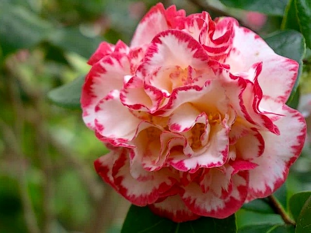 Camellia Japonica Margaret Davis puzzle game 