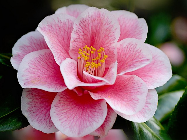 Camellia Yours Truly puzzle game 