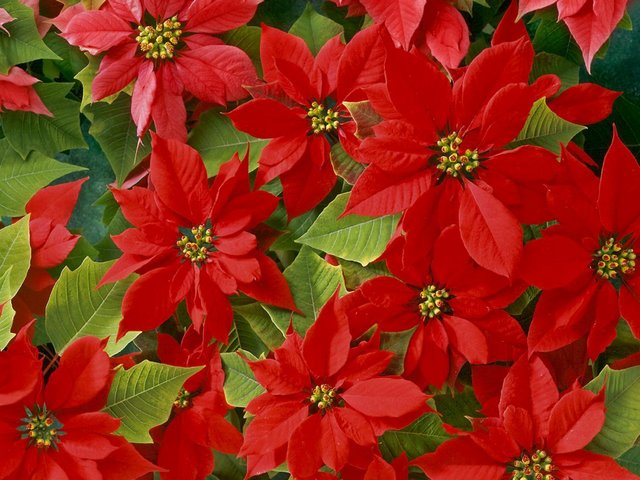Christmas Beautiful Poinsettias puzzle game 