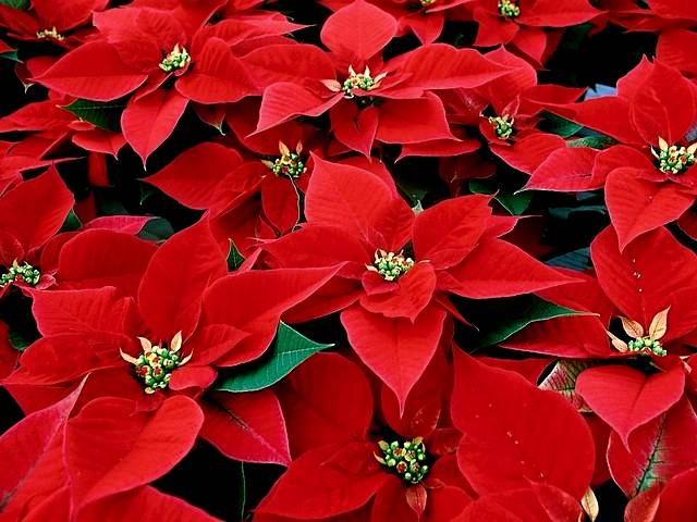 Christmas Plant Poinsettia Wallpaper - Wallpaper with poinsettia (Euphorbia pulcherrima), a plant with with rather small and insignificant blossoms but large brightly coloured leaves, which is used during the winter festive season for a traditional Christmas decoration. - , Christmas, plat, plants, poinsettia, poinsettias, wallpaper, wallpapers, flowers, flower, holiday, holidays, cartoon, cartoons, feast, feasts, festivity, festivities, celebration, celebrations, seasons, season, Euphorbia, pulcherrima, small, insignificant, blossoms, blossom, large, brightly, coloured, leaves, leaf, winter, festive, traditional, decoration, decorations - Wallpaper with poinsettia (Euphorbia pulcherrima), a plant with with rather small and insignificant blossoms but large brightly coloured leaves, which is used during the winter festive season for a traditional Christmas decoration. Resuelve rompecabezas en línea gratis Christmas Plant Poinsettia Wallpaper juegos puzzle o enviar Christmas Plant Poinsettia Wallpaper juego de puzzle tarjetas electrónicas de felicitación  de puzzles-games.eu.. Christmas Plant Poinsettia Wallpaper puzzle, puzzles, rompecabezas juegos, puzzles-games.eu, juegos de puzzle, juegos en línea del rompecabezas, juegos gratis puzzle, juegos en línea gratis rompecabezas, Christmas Plant Poinsettia Wallpaper juego de puzzle gratuito, Christmas Plant Poinsettia Wallpaper juego de rompecabezas en línea, jigsaw puzzles, Christmas Plant Poinsettia Wallpaper jigsaw puzzle, jigsaw puzzle games, jigsaw puzzles games, Christmas Plant Poinsettia Wallpaper rompecabezas de juego tarjeta electrónica, juegos de puzzles tarjetas electrónicas, Christmas Plant Poinsettia Wallpaper puzzle tarjeta electrónica de felicitación