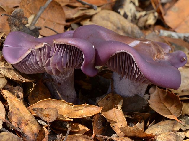 Clitocybe Nuda Wood Blewit пазл игру 