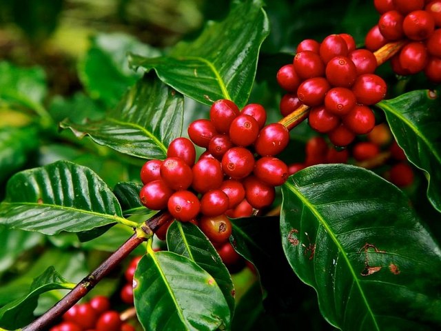Coffee Arabica juego de puzzle 