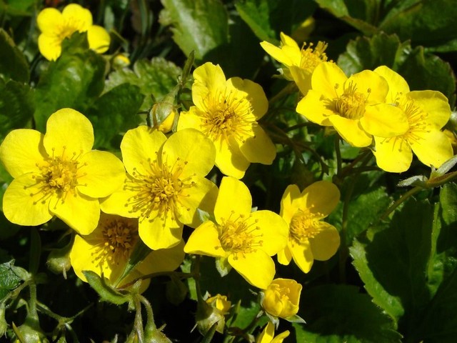 Creeping Buttercups пъзел игра 