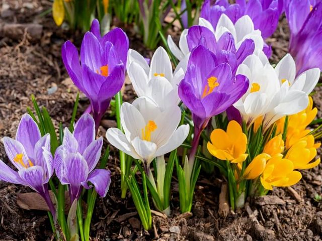 Crocus Flower Colors Puzzle Spiel 