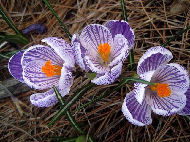 Crocus Vernus Striped Beauty Puzzle Spiel 