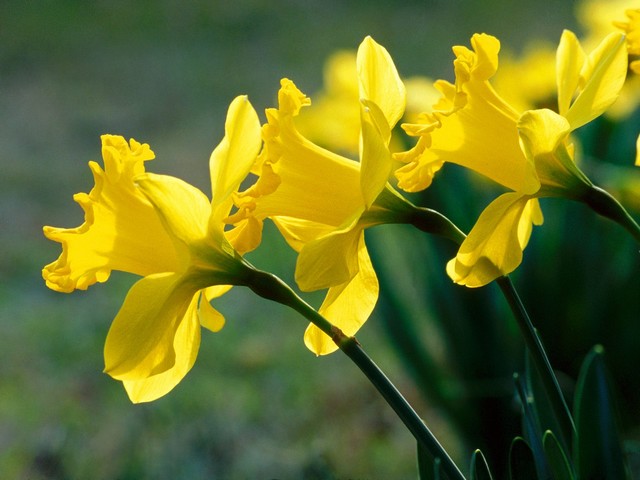 Daffodils - Daffodils (Narcissus) are beautiful and delightful mostly spring-blooming flowers, symbolising a friendship. - , Daffodils, daffodil, flowers, flower, narcissus, spring, friendship - Daffodils (Narcissus) are beautiful and delightful mostly spring-blooming flowers, symbolising a friendship. Подреждайте безплатни онлайн Daffodils пъзел игри или изпратете Daffodils пъзел игра поздравителна картичка  от puzzles-games.eu.. Daffodils пъзел, пъзели, пъзели игри, puzzles-games.eu, пъзел игри, online пъзел игри, free пъзел игри, free online пъзел игри, Daffodils free пъзел игра, Daffodils online пъзел игра, jigsaw puzzles, Daffodils jigsaw puzzle, jigsaw puzzle games, jigsaw puzzles games, Daffodils пъзел игра картичка, пъзели игри картички, Daffodils пъзел игра поздравителна картичка