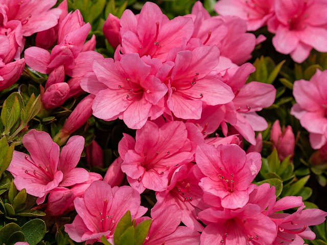 Evergreen Azalea Champion Pink puzzle game 