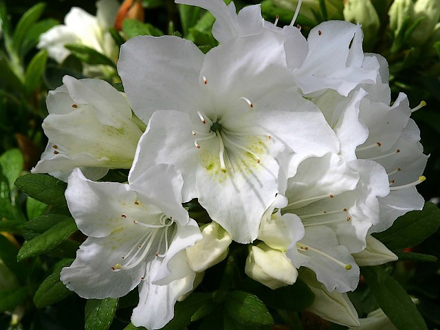 Evergreen Azalea Pleasant White Puzzle Spiel 