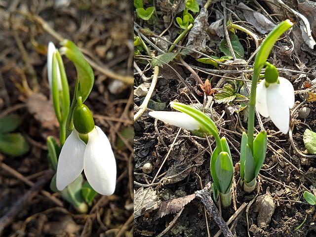 First Snowdrops пъзел игра 