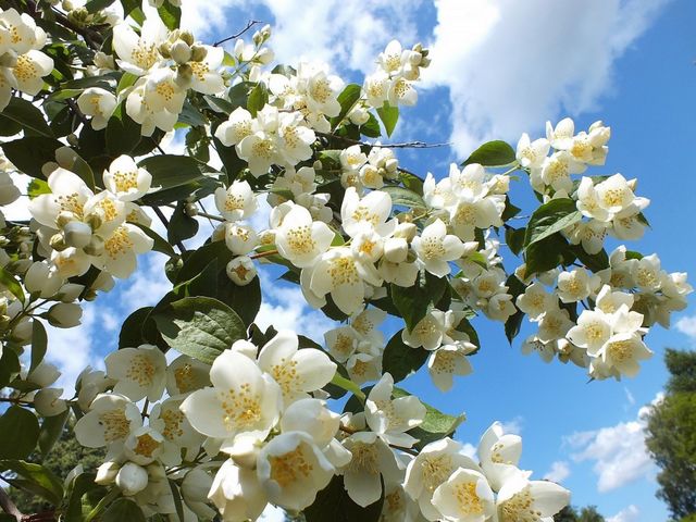 Flowering Jasmine Tree juego de puzzle 