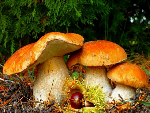 Forest Mushrooms puzzle game 