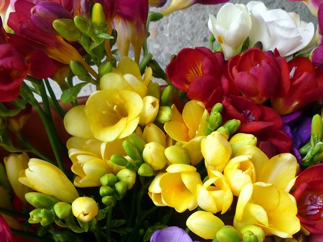 Freesias Spring Flowers пъзел игра 