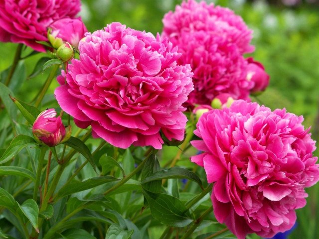 Garden Peony Felix Crousse Puzzle Spiel 