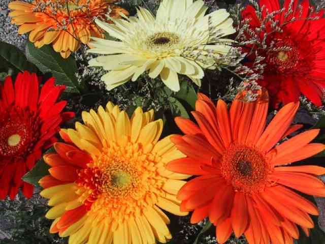 Gerberas пазл игру 