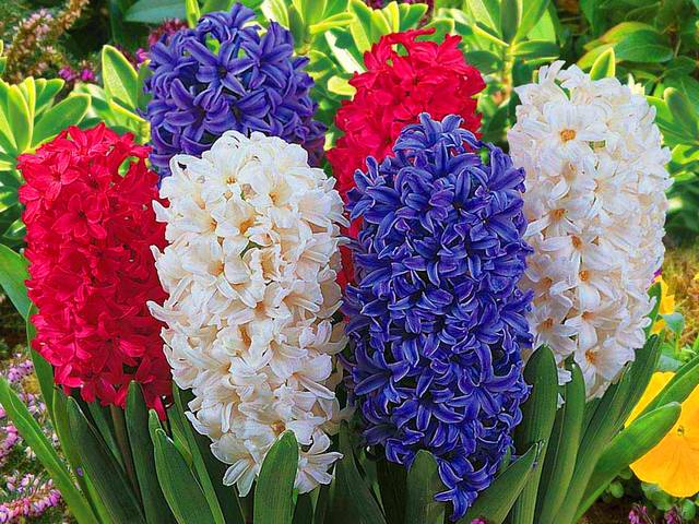 Hyacinth Collection пъзел игра 