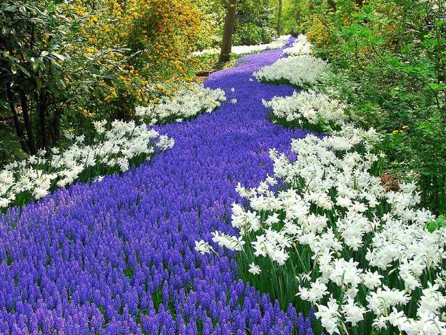 Hyacinth Keukenhof Gardens Lisse Netherlands Puzzle Spiel 