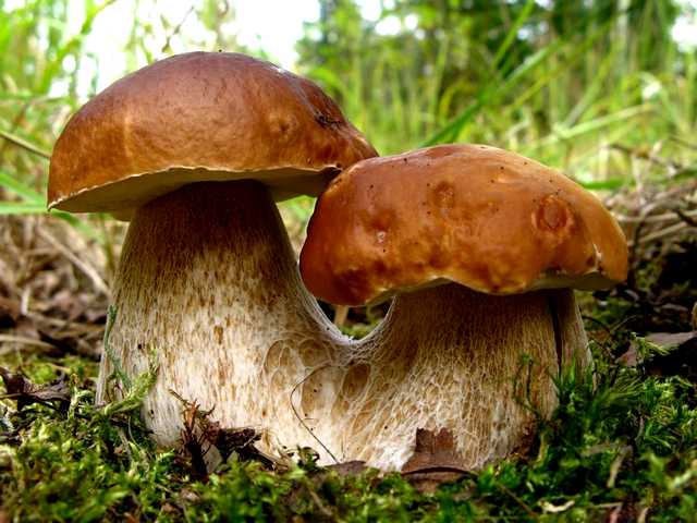 King Bolete Mushrooms Boletus Edulis puzzle game 