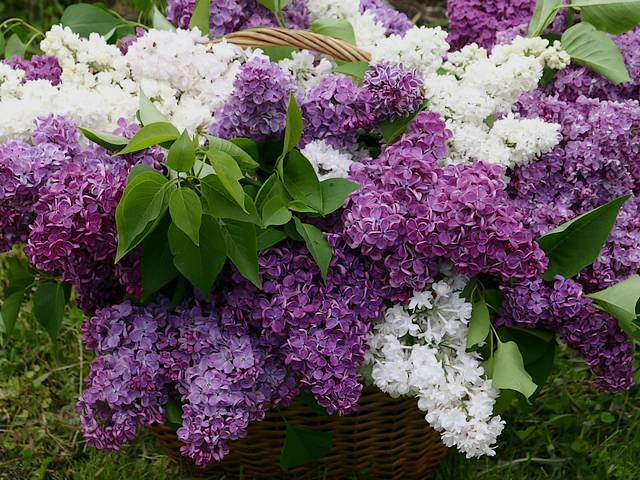 Lilacs in Basket juego de puzzle 