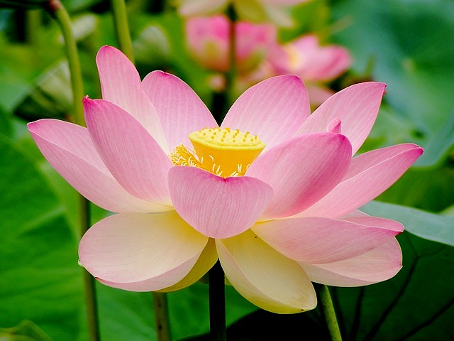 Lotus Flower at Botanic Garden Adelaide South Australia Puzzle Spiel 