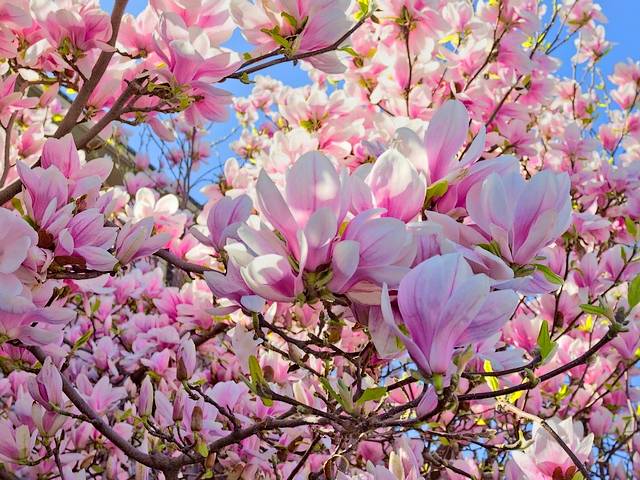 Magnolia Tree Flowers puzzle game 