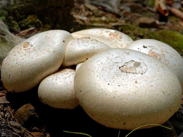 Meadow Mushrooms Agaricus Campestris пъзел игра 