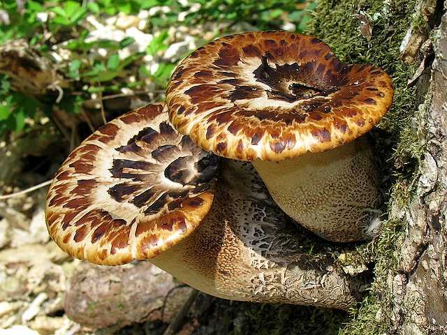 Mushrooms Polyporus Squamosus puzzle game 