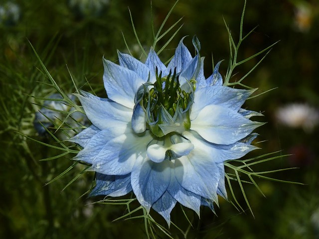 Nigella Sativa Flower пъзел игра 