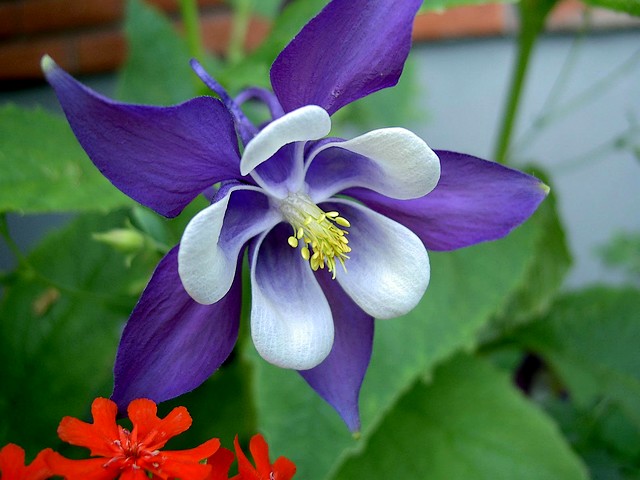 Orchid juego de puzzle 