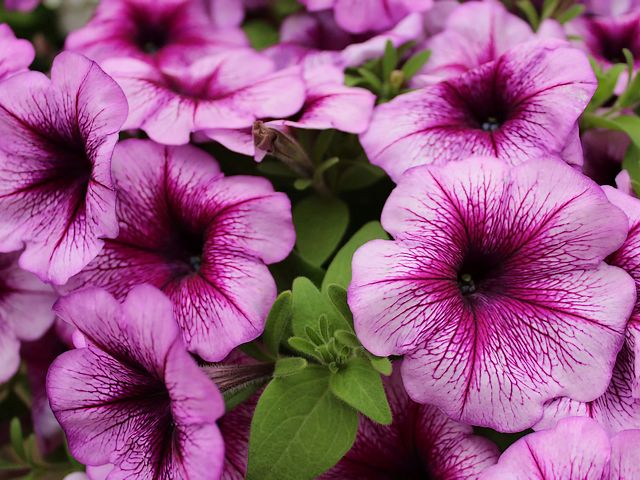 Petunia Supertunia Bordeaux puzzle game 