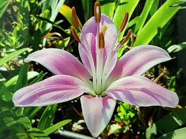 Pink Madonna Lily puzzle game 