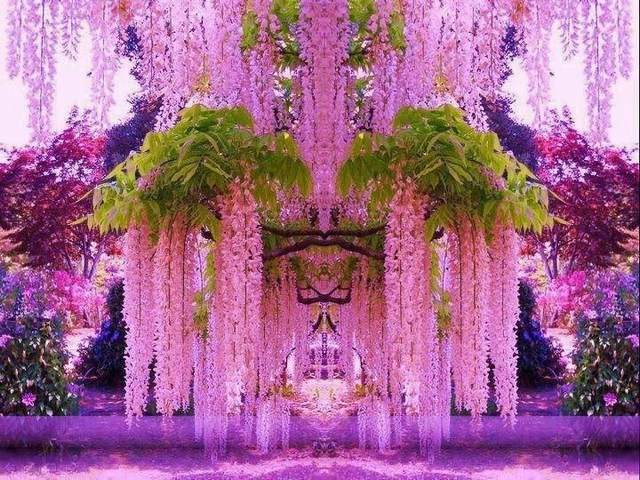 Pink Wisteria Japan Wallpaper - Beautiful wallpaper, featuring amazing waterfall of magnificent pink wisteria flowers in Kawachi Fuji Garden in Kitakyushu City, Fukuoka Prefecture, Japan.<br />
The wisteria, known as 'Fuji' in Japanese, that includes ten species of woody climbing vines, are native to the Eastern United States, China, Korea, and Japan. Some species are popular ornamental plants, especially in China and Japan. <br />
Thanks to their ability to bend, they can be turned into large tunnels of blue, pink, purple, and white, that seem like a magical colorful rain. - , pink, wisteria, Japan, wallpaper, wallpapers, flowers, flower, places, place, beautiful, wallpaper, amazing, waterfall, magnificent, Kawachi, Fuji, Garden, Kitakyushu, City, Fukuoka, Prefecture, Japanese, species, woody, climbing, vines, native, Eastern, United, States, China, Korea, ornamental, plants, tunnels, blue, purple, white, magical, colorful, rain - Beautiful wallpaper, featuring amazing waterfall of magnificent pink wisteria flowers in Kawachi Fuji Garden in Kitakyushu City, Fukuoka Prefecture, Japan.<br />
The wisteria, known as 'Fuji' in Japanese, that includes ten species of woody climbing vines, are native to the Eastern United States, China, Korea, and Japan. Some species are popular ornamental plants, especially in China and Japan. <br />
Thanks to their ability to bend, they can be turned into large tunnels of blue, pink, purple, and white, that seem like a magical colorful rain. Решайте бесплатные онлайн Pink Wisteria Japan Wallpaper пазлы игры или отправьте Pink Wisteria Japan Wallpaper пазл игру приветственную открытку  из puzzles-games.eu.. Pink Wisteria Japan Wallpaper пазл, пазлы, пазлы игры, puzzles-games.eu, пазл игры, онлайн пазл игры, игры пазлы бесплатно, бесплатно онлайн пазл игры, Pink Wisteria Japan Wallpaper бесплатно пазл игра, Pink Wisteria Japan Wallpaper онлайн пазл игра , jigsaw puzzles, Pink Wisteria Japan Wallpaper jigsaw puzzle, jigsaw puzzle games, jigsaw puzzles games, Pink Wisteria Japan Wallpaper пазл игра открытка, пазлы игры открытки, Pink Wisteria Japan Wallpaper пазл игра приветственная открытка