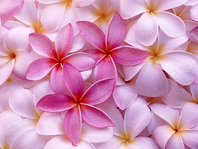 Plumeria Desktop Wallpaper - A beautiful wallpaper for desktop with blossoms of plumeria, which bloom mainly on shrubs and small trees, widespread throughout the tropics. On some Pacific islands, such as Tahiti, Fiji, Samoa, Hawaii, New Zealand, Tonga, and the Cook Islands, the fragrant blossoms of plumeria are used for festoons. - , Plumeria, desktop, desktops, wallpaper, wallpapers, flowers, flower, cartoo, cartoons, nature, natures, beautiful, blossoms, blossom, shrubs, shrub, small, trees, tree, tropics, tropic, Pacific, islands, island, Tahiti, Fiji, Samoa, Hawaii, New, Zealand, Tonga, Cook, fragrant, festoons, festoon - A beautiful wallpaper for desktop with blossoms of plumeria, which bloom mainly on shrubs and small trees, widespread throughout the tropics. On some Pacific islands, such as Tahiti, Fiji, Samoa, Hawaii, New Zealand, Tonga, and the Cook Islands, the fragrant blossoms of plumeria are used for festoons. Lösen Sie kostenlose Plumeria Desktop Wallpaper Online Puzzle Spiele oder senden Sie Plumeria Desktop Wallpaper Puzzle Spiel Gruß ecards  from puzzles-games.eu.. Plumeria Desktop Wallpaper puzzle, Rätsel, puzzles, Puzzle Spiele, puzzles-games.eu, puzzle games, Online Puzzle Spiele, kostenlose Puzzle Spiele, kostenlose Online Puzzle Spiele, Plumeria Desktop Wallpaper kostenlose Puzzle Spiel, Plumeria Desktop Wallpaper Online Puzzle Spiel, jigsaw puzzles, Plumeria Desktop Wallpaper jigsaw puzzle, jigsaw puzzle games, jigsaw puzzles games, Plumeria Desktop Wallpaper Puzzle Spiel ecard, Puzzles Spiele ecards, Plumeria Desktop Wallpaper Puzzle Spiel Gruß ecards