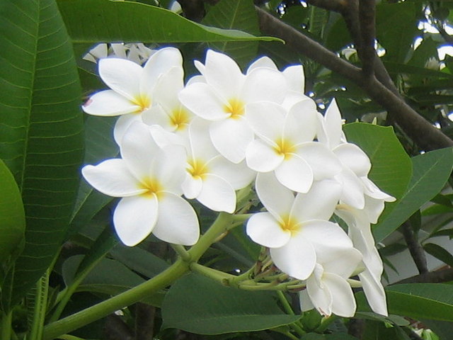 Plumeria juego de puzzle 