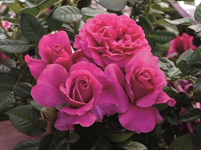 Pretty Lady Downton Abbey Rose - 'Pretty Lady Rose' is a new rose selection for spring, recently introduced by 'Weeks Roses', wholesale grower of bare root roses  in U.S.<br />
The rose 'Pretty Lady' is inspired by the elegance and strength of Lady Rose MacClare, niece and goddaughter of the Dowager Countess Violet from the 'Downton Abbey', the best television British Serial Drama for 2016.<br />
'Pretty Lady' is a dense compact hybrid tea bush with large fragrant flowers, up to 5 inches in diameter and long-lasting blooms. The stunning old-fashioned, non-fading dark-pink ruffled petals of the blossoms, gives to this plant a uniquely elegant look worthy of its namesake. It’s no delicate flower. The rose 'Pretty Lady' has an intoxicating strong sweet spicy perfume of peony with hints of spice and excellent disease resistance. - , pretty, lady, ladies, Downton, Abbey, rose, roses, flowers, flower, movie, movies, selection, selections, spring, wholesale, grower, growers, bare, root, U.S., elegance, strength, MacClare, niece, nieces, goddaughter, Dowager, Countess, Violet, television, British, serial, serials, drama, 2016, dense, compact, hybrid, tea, bush, bushes, fragrant, diameter, blooms, bloom, stunning, dark, pink, ruffled, petals, petal, blossoms, blossom, plant, uniquely, elegant, look, namesake, delicate, intoxicating, strong, sweet, spicy, perfume, peony, hints, spice, excellent, disease, resistance - 'Pretty Lady Rose' is a new rose selection for spring, recently introduced by 'Weeks Roses', wholesale grower of bare root roses  in U.S.<br />
The rose 'Pretty Lady' is inspired by the elegance and strength of Lady Rose MacClare, niece and goddaughter of the Dowager Countess Violet from the 'Downton Abbey', the best television British Serial Drama for 2016.<br />
'Pretty Lady' is a dense compact hybrid tea bush with large fragrant flowers, up to 5 inches in diameter and long-lasting blooms. The stunning old-fashioned, non-fading dark-pink ruffled petals of the blossoms, gives to this plant a uniquely elegant look worthy of its namesake. It’s no delicate flower. The rose 'Pretty Lady' has an intoxicating strong sweet spicy perfume of peony with hints of spice and excellent disease resistance. Решайте бесплатные онлайн Pretty Lady Downton Abbey Rose пазлы игры или отправьте Pretty Lady Downton Abbey Rose пазл игру приветственную открытку  из puzzles-games.eu.. Pretty Lady Downton Abbey Rose пазл, пазлы, пазлы игры, puzzles-games.eu, пазл игры, онлайн пазл игры, игры пазлы бесплатно, бесплатно онлайн пазл игры, Pretty Lady Downton Abbey Rose бесплатно пазл игра, Pretty Lady Downton Abbey Rose онлайн пазл игра , jigsaw puzzles, Pretty Lady Downton Abbey Rose jigsaw puzzle, jigsaw puzzle games, jigsaw puzzles games, Pretty Lady Downton Abbey Rose пазл игра открытка, пазлы игры открытки, Pretty Lady Downton Abbey Rose пазл игра приветственная открытка