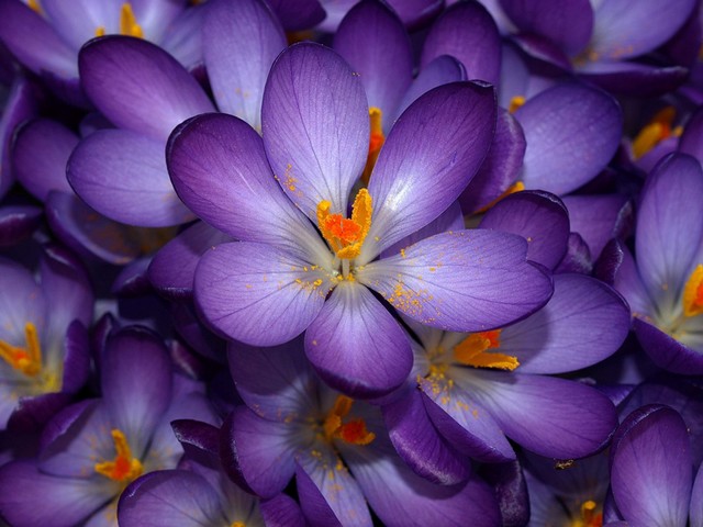 Purple Crocus juego de puzzle 