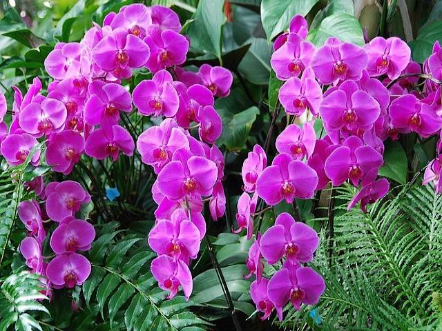 Purple Orchids Phalaenopsis Wallpaper пъзел игра 
