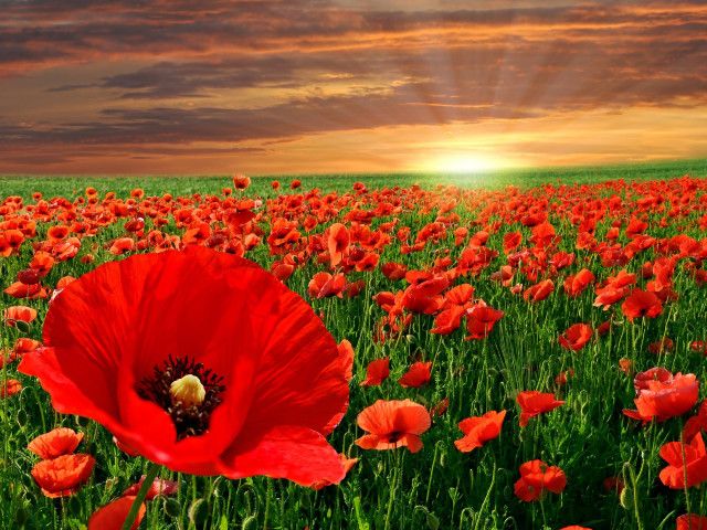 Red Poppies Field Wallpaper - Wallpaper with an amazingly beautiful sunset over a field of blooming red poppies, a brilliant spring show of red flowers. <br />
The red poppy (Papaver Rhoeas), known as the field or corn poppy, or Flanders field poppy, is the most popular wildflower in all the world. <br />
It is a readily self-seed annual plant, blooming most heavily in April and June. <br />
Native to Europe and Asia, that was once considered a weed, the Papaver rhoeas now symbolizes Remembrance day, which recognizes the fallen soldiers of World War I. - , red, poppies, poppy, field, fields, wallpaper, wallpapers, flowers, flower, amazingly, beautiful, sunset, brilliant, spring, show, Papaver, Rhoeas, corn, poppy, Flanders, popular, wildflower, world, annual, plant, April, June, Europe, Asia, weed, weeds, Remembrance, day, soldiers, war, WWI - Wallpaper with an amazingly beautiful sunset over a field of blooming red poppies, a brilliant spring show of red flowers. <br />
The red poppy (Papaver Rhoeas), known as the field or corn poppy, or Flanders field poppy, is the most popular wildflower in all the world. <br />
It is a readily self-seed annual plant, blooming most heavily in April and June. <br />
Native to Europe and Asia, that was once considered a weed, the Papaver rhoeas now symbolizes Remembrance day, which recognizes the fallen soldiers of World War I. Решайте бесплатные онлайн Red Poppies Field Wallpaper пазлы игры или отправьте Red Poppies Field Wallpaper пазл игру приветственную открытку  из puzzles-games.eu.. Red Poppies Field Wallpaper пазл, пазлы, пазлы игры, puzzles-games.eu, пазл игры, онлайн пазл игры, игры пазлы бесплатно, бесплатно онлайн пазл игры, Red Poppies Field Wallpaper бесплатно пазл игра, Red Poppies Field Wallpaper онлайн пазл игра , jigsaw puzzles, Red Poppies Field Wallpaper jigsaw puzzle, jigsaw puzzle games, jigsaw puzzles games, Red Poppies Field Wallpaper пазл игра открытка, пазлы игры открытки, Red Poppies Field Wallpaper пазл игра приветственная открытка