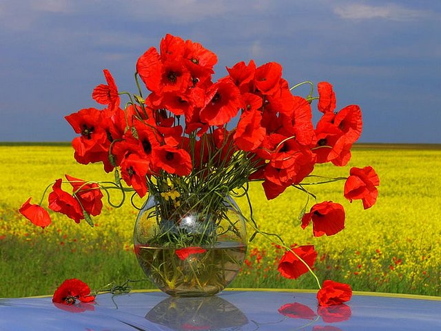 Red Poppies in Vase Wallpaper - Wallpaper with pretty bouquet of red poppies in vase on a glass table in garden.<br />
Poppy is one of the brightest flowers in the world, attracting a lot of attention. This is a magical mystery flower that symbolizes both the beauty of life and the horror of death. The red poppy is a symbol of both Remembrance and hope for a peaceful future. <br />
In despite of considering them as a source of harmful substances, poppies are just a very beautiful flowers, as if woven from tongues of flame, which pleases the eye and stirs the soul, in which are reflecting the tenderness and flame of love. - , red, poppies, poppy, vase, wallpaper, wallpapers, flowers, flower, pretty, bouquet, glass, table, garden, brightest, world, attention, magical, mystery, beauty, life, horror, death, symbol, Remembrance, hope, peaceful, future, source, harmful, substances, beautiful, tongues, flame, eye, soul, tenderness, flame, love - Wallpaper with pretty bouquet of red poppies in vase on a glass table in garden.<br />
Poppy is one of the brightest flowers in the world, attracting a lot of attention. This is a magical mystery flower that symbolizes both the beauty of life and the horror of death. The red poppy is a symbol of both Remembrance and hope for a peaceful future. <br />
In despite of considering them as a source of harmful substances, poppies are just a very beautiful flowers, as if woven from tongues of flame, which pleases the eye and stirs the soul, in which are reflecting the tenderness and flame of love. Resuelve rompecabezas en línea gratis Red Poppies in Vase Wallpaper juegos puzzle o enviar Red Poppies in Vase Wallpaper juego de puzzle tarjetas electrónicas de felicitación  de puzzles-games.eu.. Red Poppies in Vase Wallpaper puzzle, puzzles, rompecabezas juegos, puzzles-games.eu, juegos de puzzle, juegos en línea del rompecabezas, juegos gratis puzzle, juegos en línea gratis rompecabezas, Red Poppies in Vase Wallpaper juego de puzzle gratuito, Red Poppies in Vase Wallpaper juego de rompecabezas en línea, jigsaw puzzles, Red Poppies in Vase Wallpaper jigsaw puzzle, jigsaw puzzle games, jigsaw puzzles games, Red Poppies in Vase Wallpaper rompecabezas de juego tarjeta electrónica, juegos de puzzles tarjetas electrónicas, Red Poppies in Vase Wallpaper puzzle tarjeta electrónica de felicitación